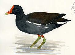 Common Moorhen