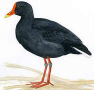 Dusky Moorhen