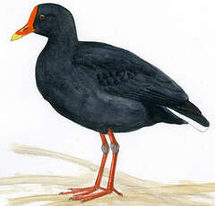 Gallinule sombre