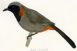 Rufous-necked Laughingthrush