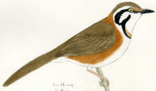 Lesser Necklaced Laughingthrush