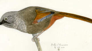 Elliot's Laughingthrush