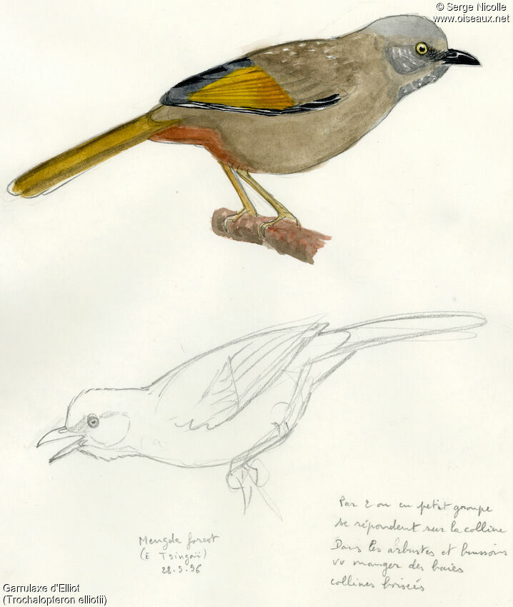 Elliot's Laughingthrush, identification