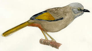 Elliot's Laughingthrush