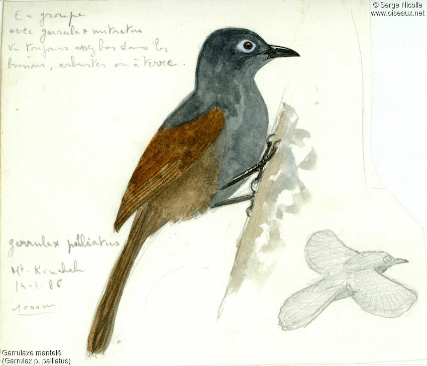 Sunda Laughingthrush, identification