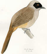 Masked Laughingthrush