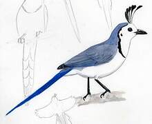 White-throated Magpie-Jay