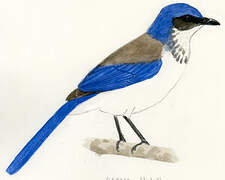 Florida Scrub Jay