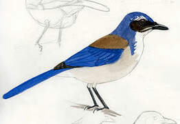 Florida Scrub Jay