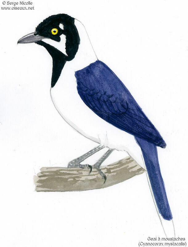 White-tailed Jay, identification