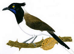 White-naped Jay