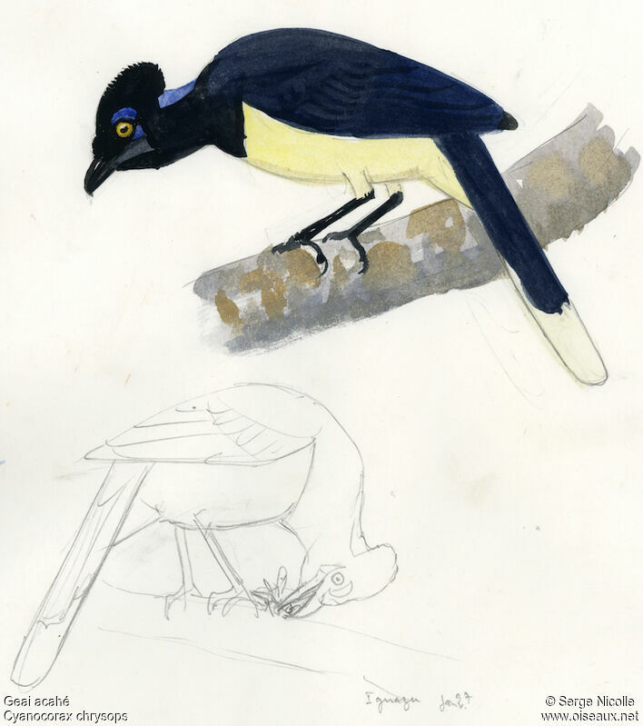 Plush-crested Jay, identification