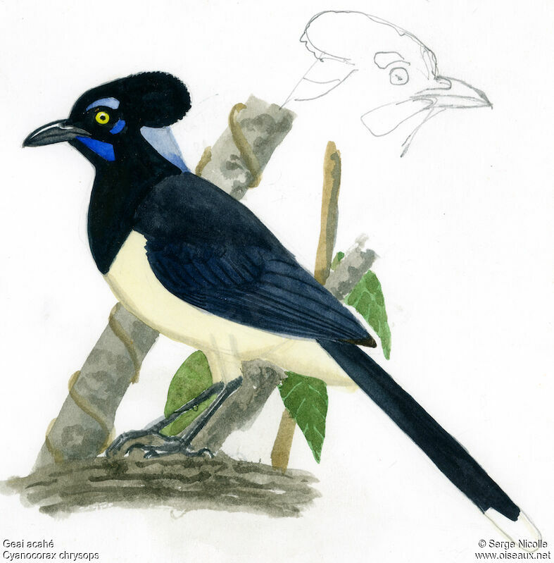Plush-crested Jay, identification