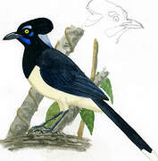 Plush-crested Jay