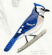 Blue Jay