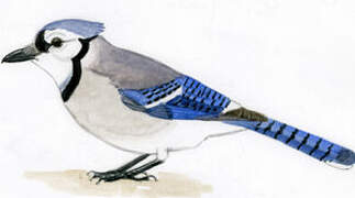 Blue Jay