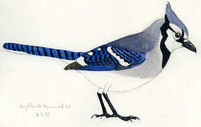 Blue Jay