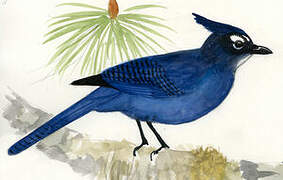 Steller's Jay