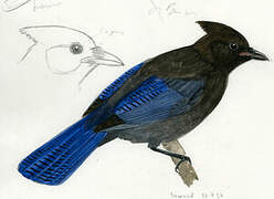 Steller's Jay