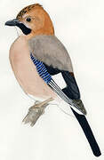 Eurasian Jay