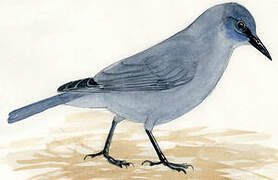 Pinyon Jay