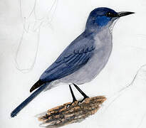 Pinyon Jay