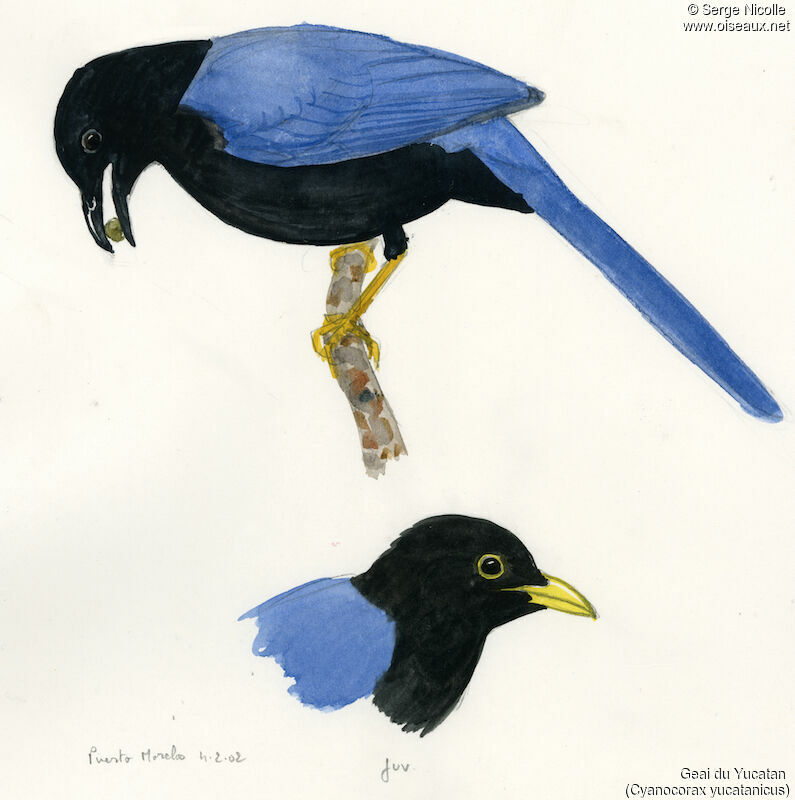 Yucatan Jay, identification