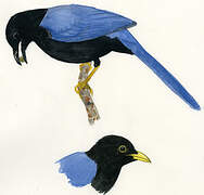 Yucatan Jay