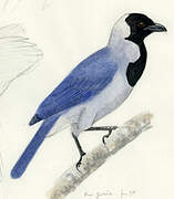 Violaceous Jay