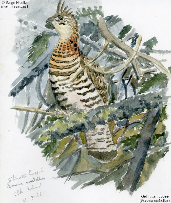 Ruffed Grouse, identification