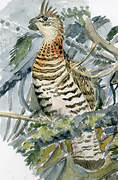 Ruffed Grouse