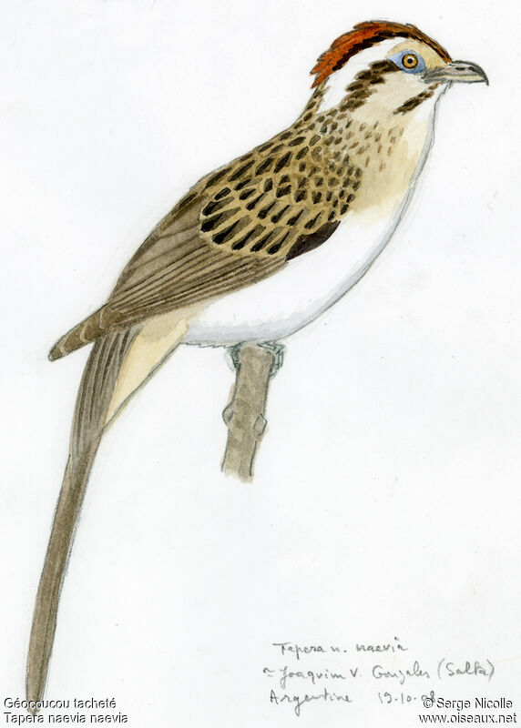 Striped Cuckoo, identification