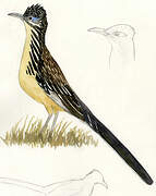 Lesser Roadrunner