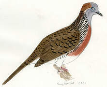 Zebra Dove