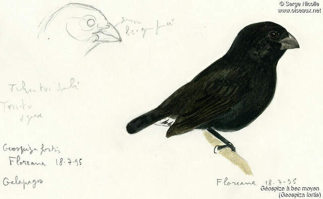 Géospize à bec moyen seni148747
