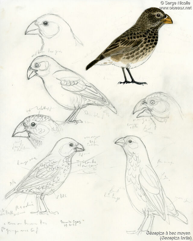Medium Ground Finch, identification