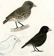 Sharp-beaked Ground Finch