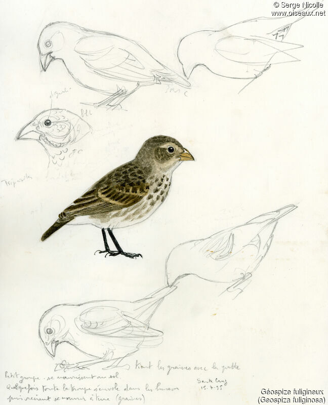 Small Ground Finch, identification