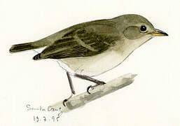 Green Warbler-Finch