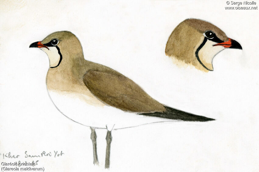 Oriental Pratincole, identification