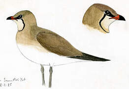 Oriental Pratincole