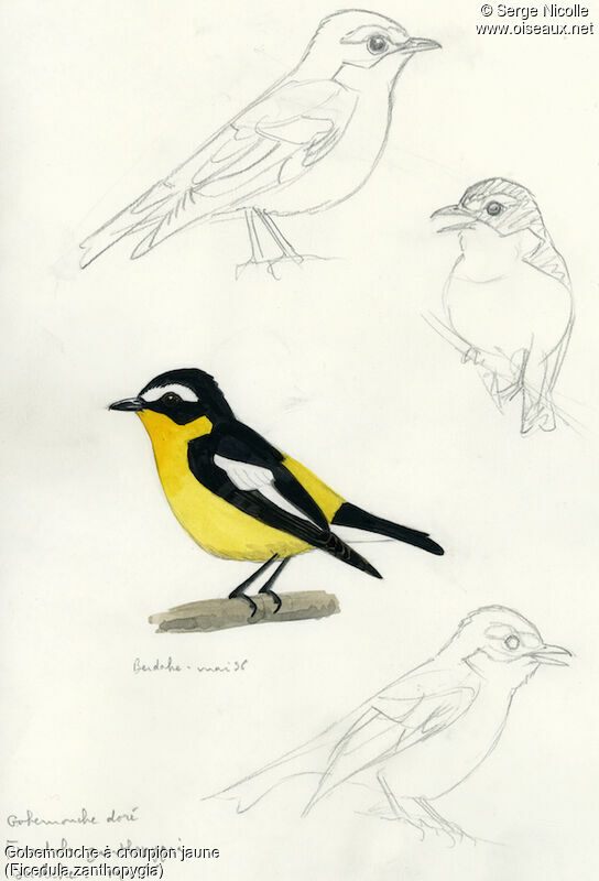 Yellow-rumped Flycatcher, identification