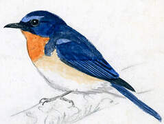 Blue-throated Blue Flycatcher