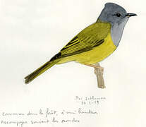 Grey-headed Canary-flycatcher