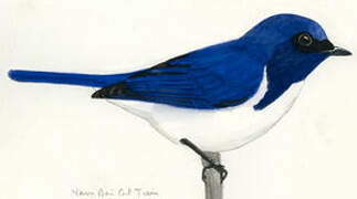 Blue-and-white Flycatcher