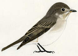 Asian Brown Flycatcher