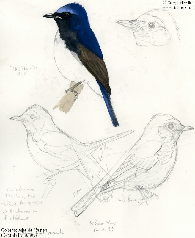 Hainan Blue Flycatcher, identification