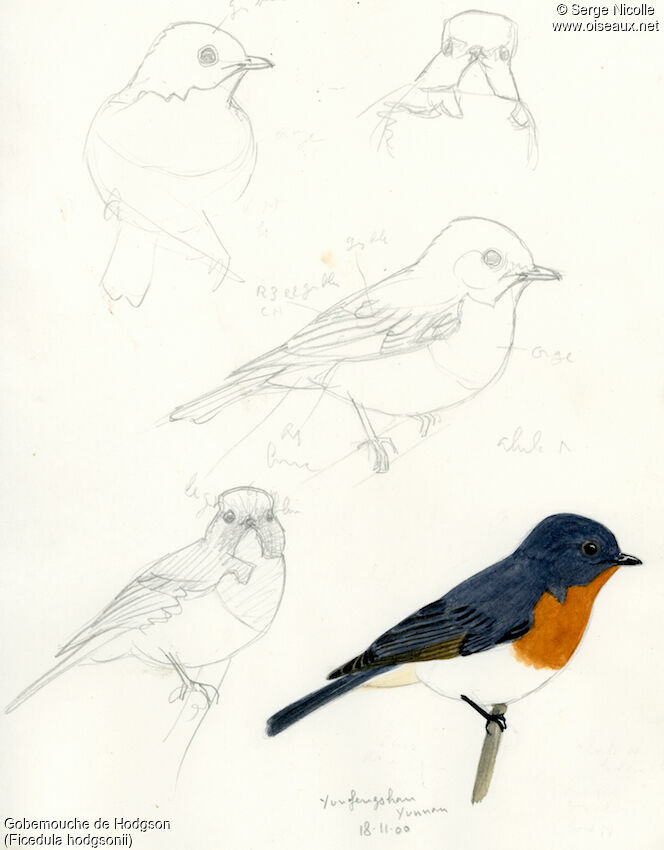 Slaty-backed Flycatcher male, identification