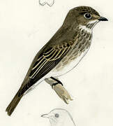 Dark-sided Flycatcher