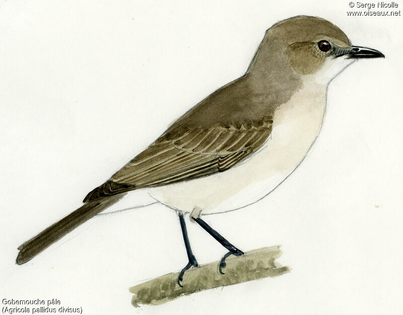 Pale Flycatcher, identification